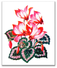 Association Cyclamen